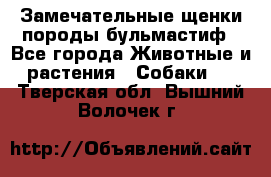 Замечательные щенки породы бульмастиф - Все города Животные и растения » Собаки   . Тверская обл.,Вышний Волочек г.
